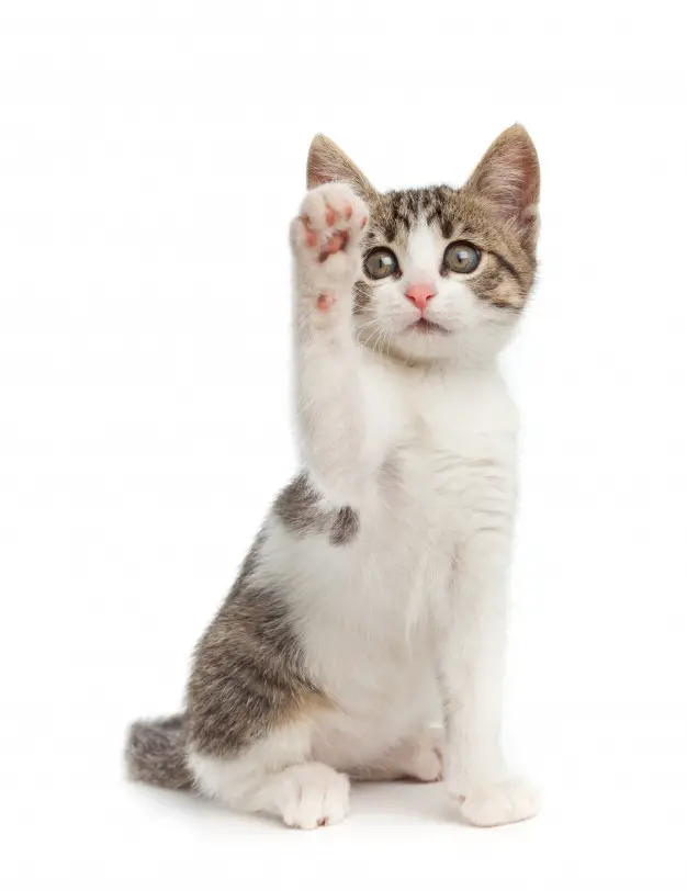 helder Riskant Lezen Gratis kittens | Gratis af te halen of zelf aanbieden - Vraag & aanbod