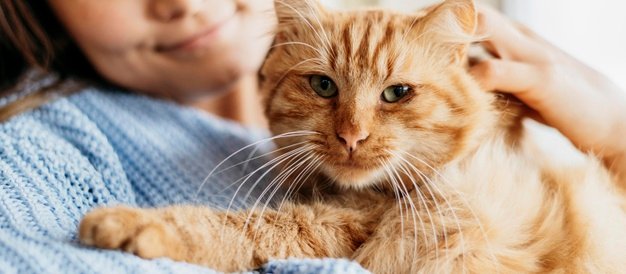 Gratis kittens | Gratis af te halen of zelf aanbieden - Vraag & aanbod